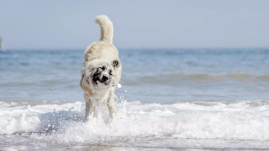 How do you keep dogs cool?