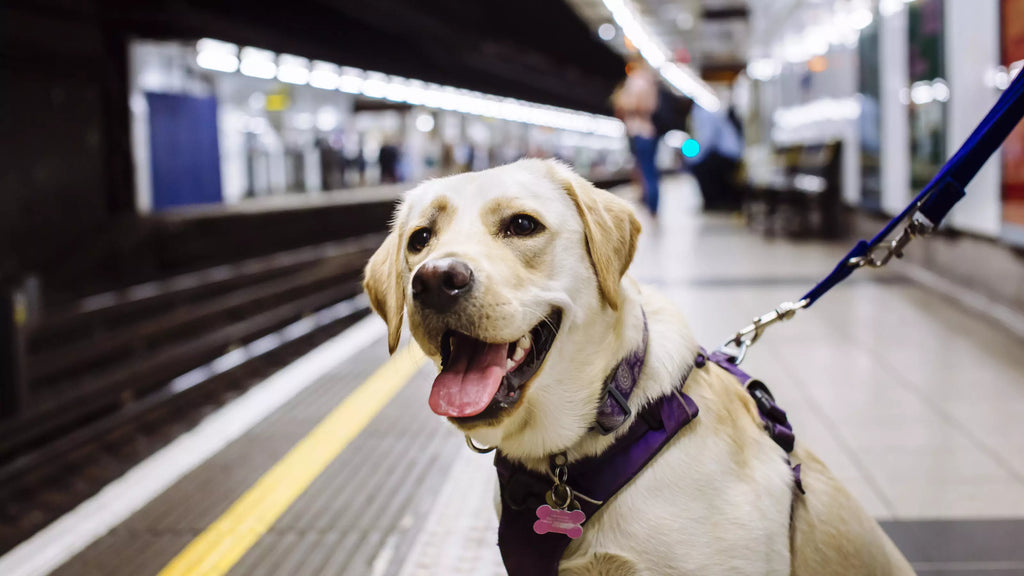 Taking Your Dog on a Train for the First Time: Tips for a Smooth Journey