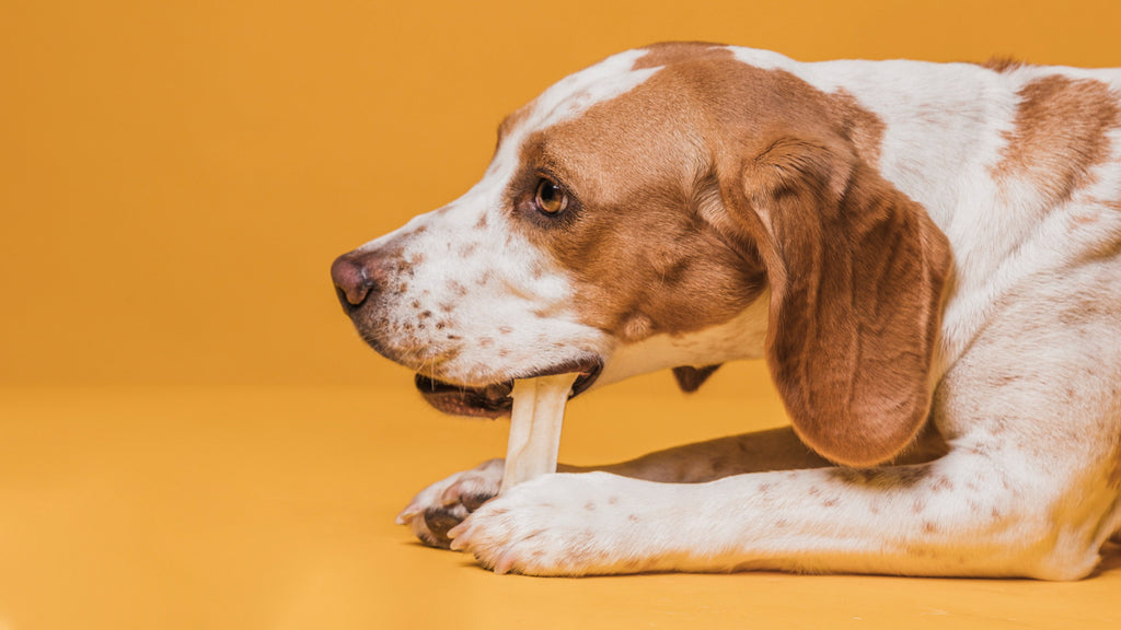 Can Dogs Eat Chicken Bones? Safety Tips and Risks You Should Know