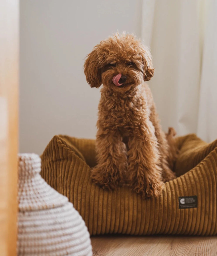 How to Choose the Perfect Dog Bed: Comfort, Size, and Features Explained