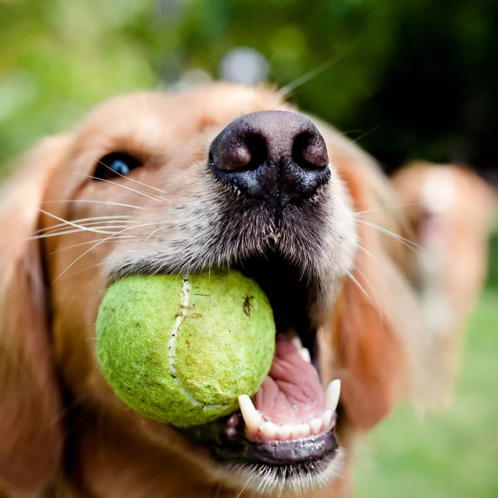 Why Do Dogs Like Balls? The Psychology Behind Their Love for Fetch