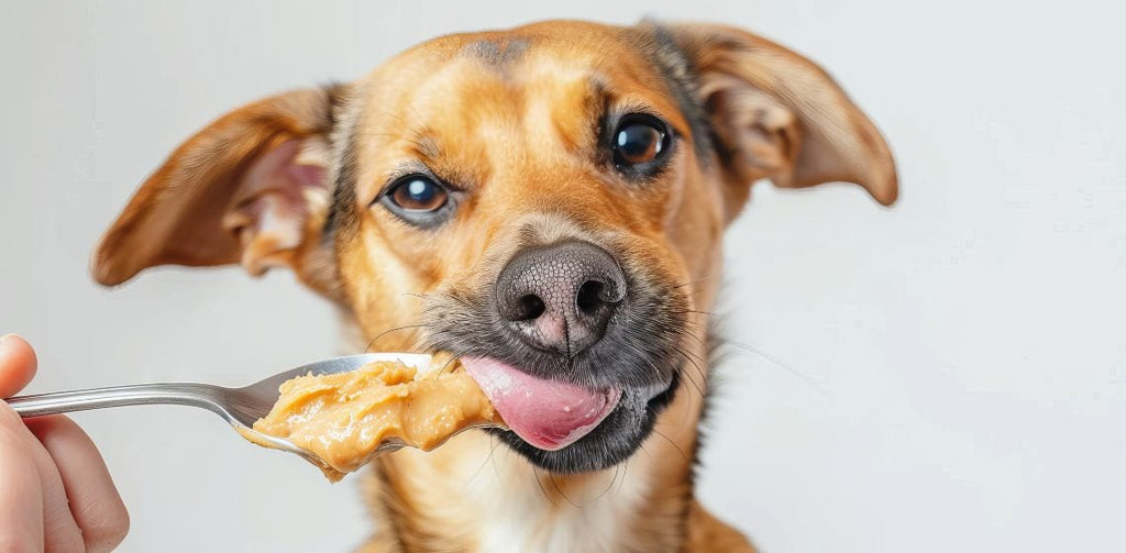 Is Peanut Butter Good For Dogs? Safe Treats and Nutrition Explained