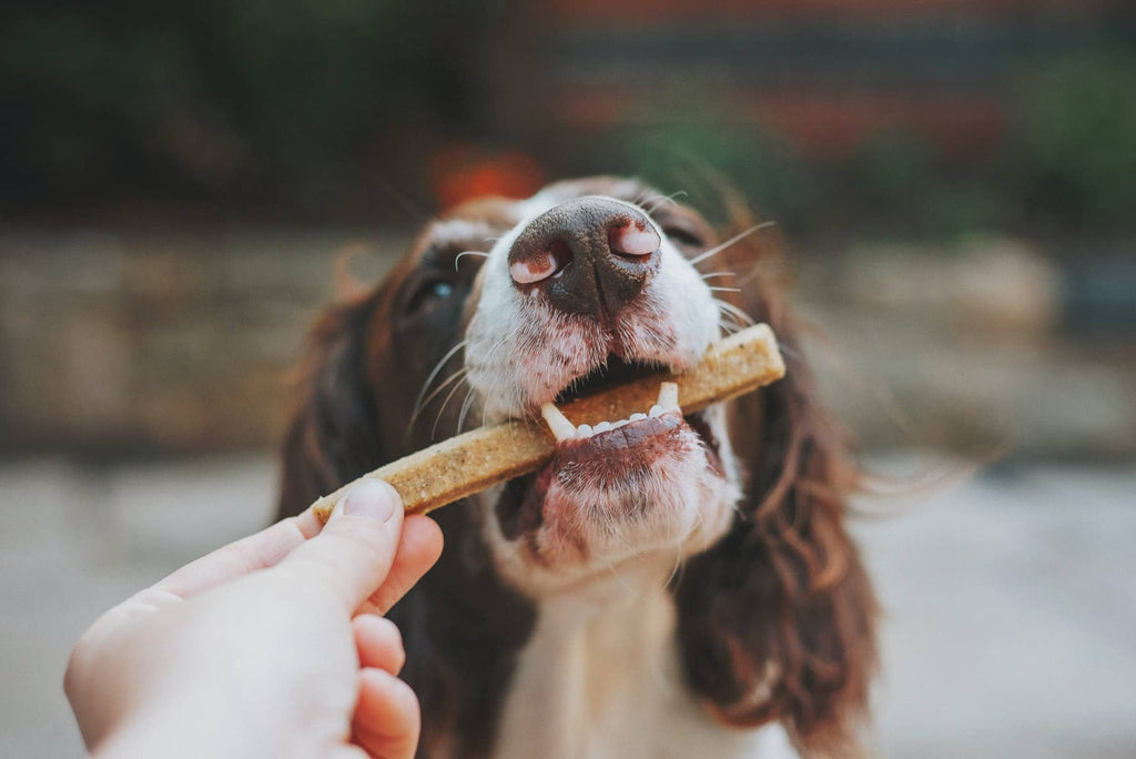 Why Do Dogs Hide Treats? The Reasons Behind This Common Behaviour