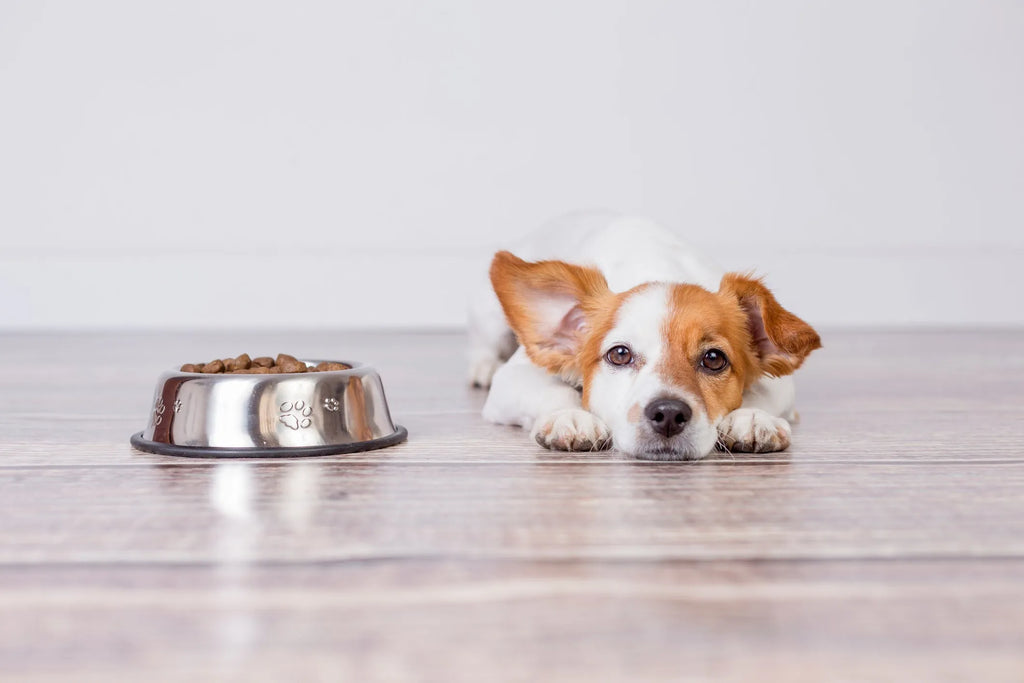 Can dogs eat hot food?