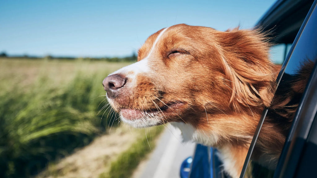 Can You Leave a Dog in a Car? Know the Risks and Safety Guidelines