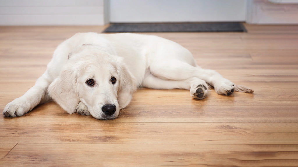 Separation Anxiety in Dogs: The Ultimate Guide For Anxious Dogs