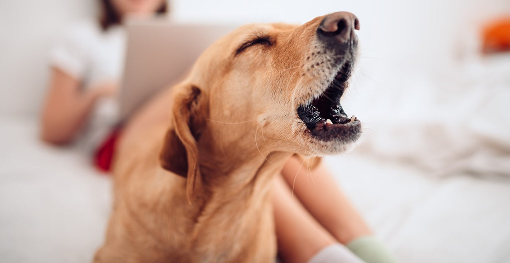 How to Stop A Dog From Barking: Effective Training Techniques and Tips