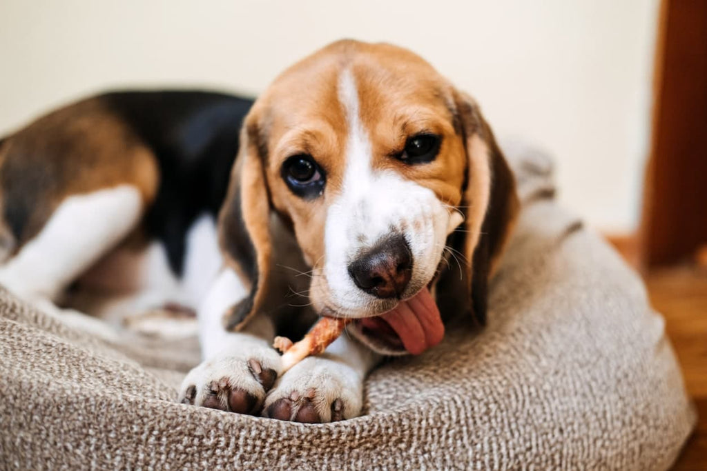 Can Dogs Eat Bones? A Complete Guide on Safety and Health Risks