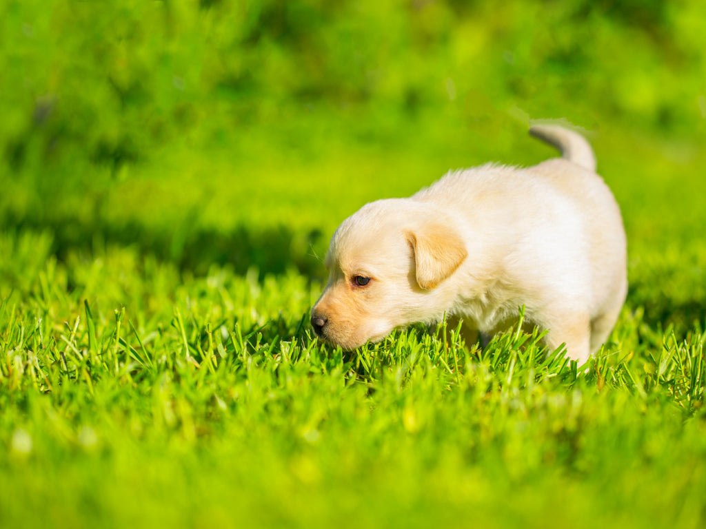 Why Does My Dog Eat Grass?