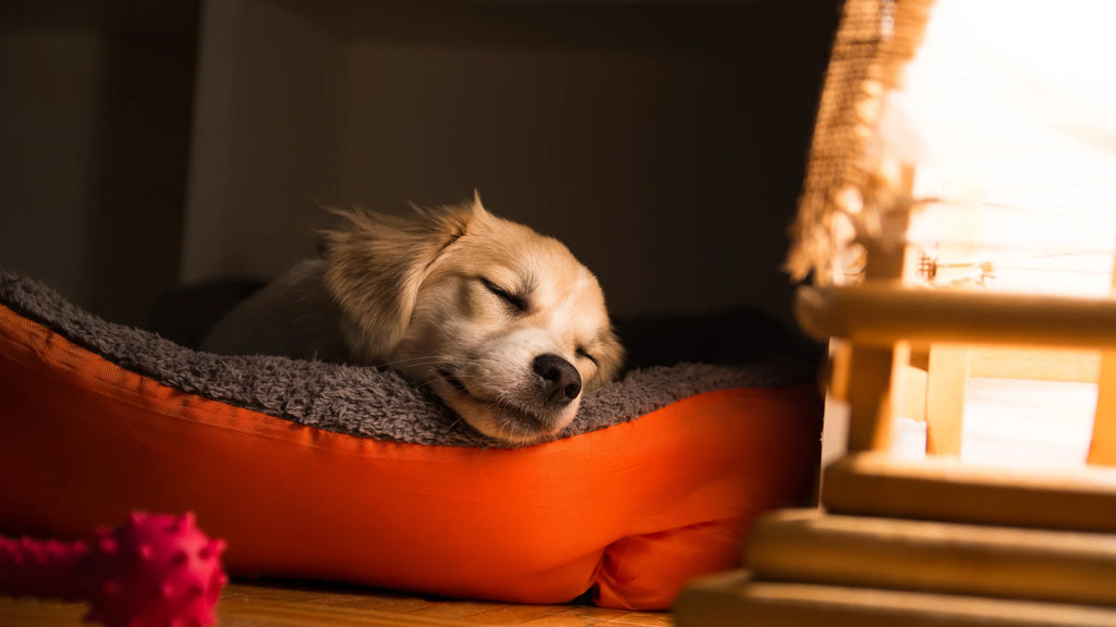 How To Get Your Dog To Sleep Through The Night: Tips For Peaceful Nights