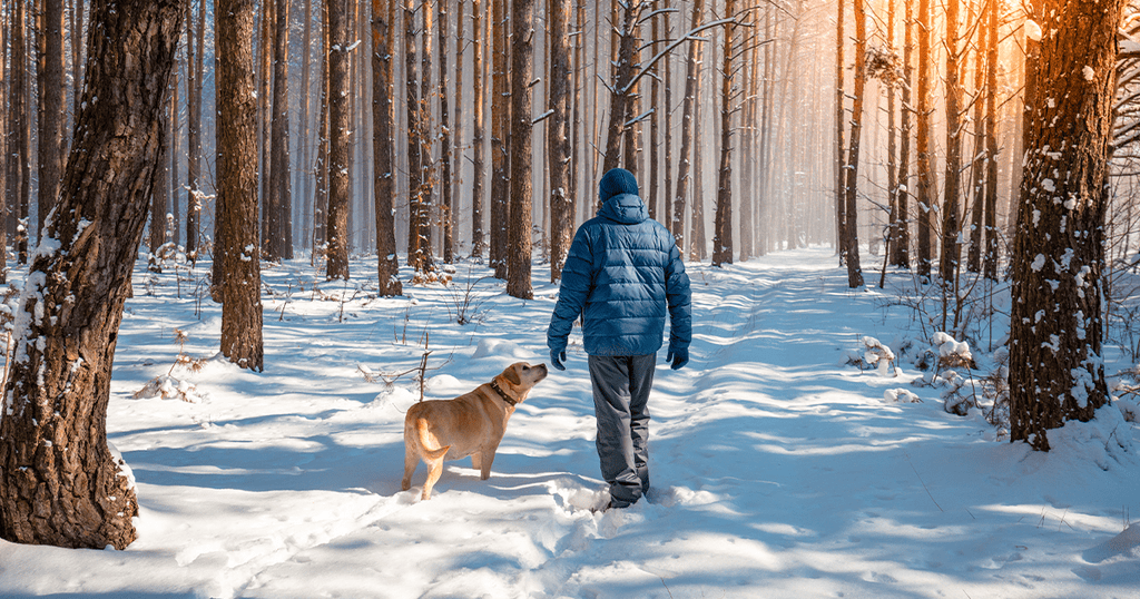 winter dog walk