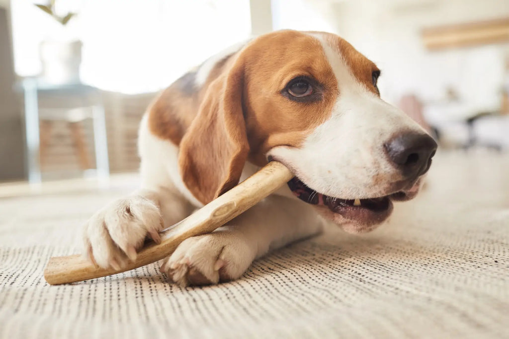 Can Dogs Eat Lamb Bones? Understanding the Risks and Nutrition