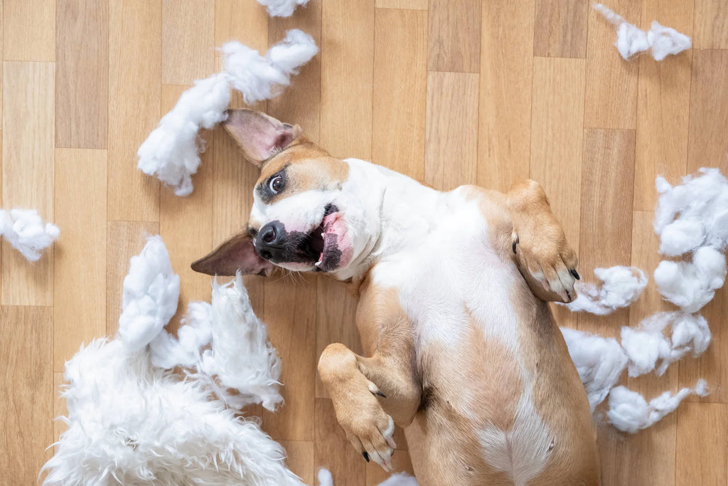 Why Do Dogs Tear Up Their Beds? Common Reasons For Tearing & Chewing Up Dog Beds