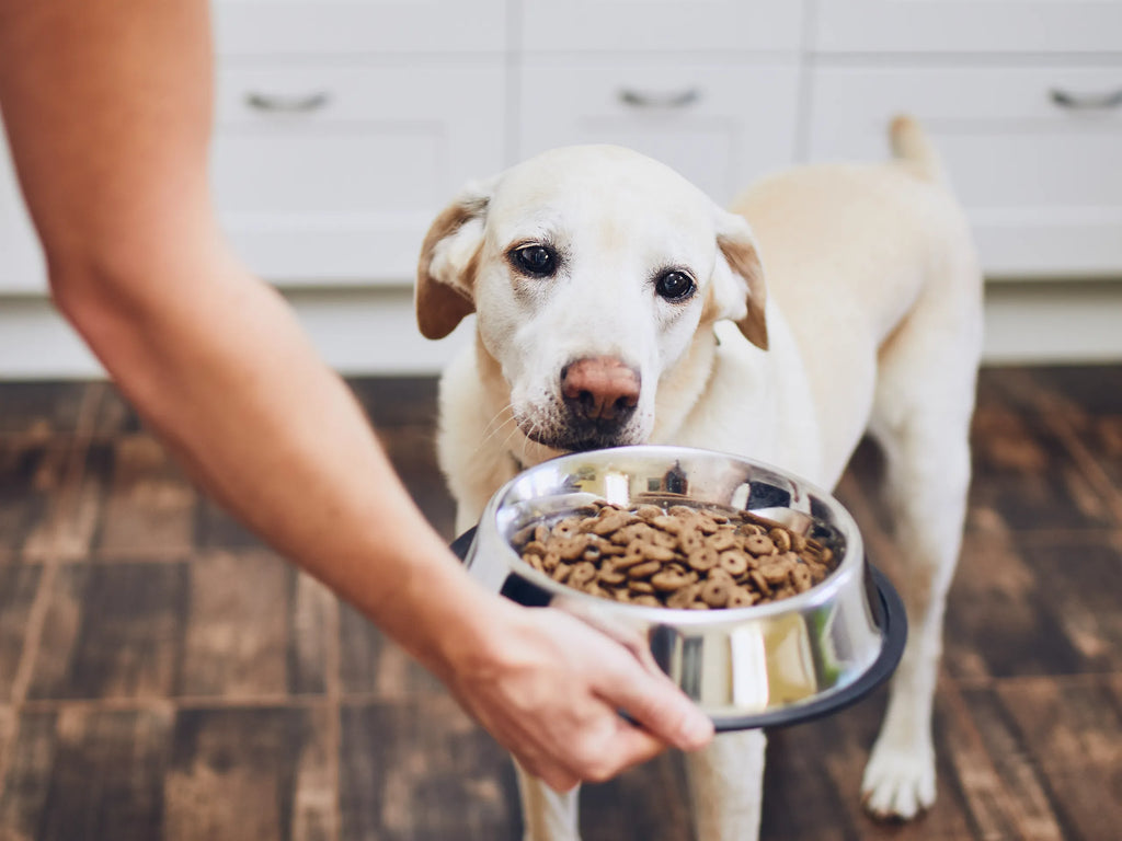 How To Stop Your Dog From Tipping & Flipping Its Food Bowl: Effective Training Tips