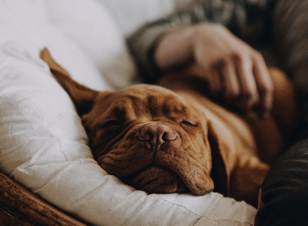 Why Does My Dog Sleep Under My Bed? Understanding Dog Behaviour