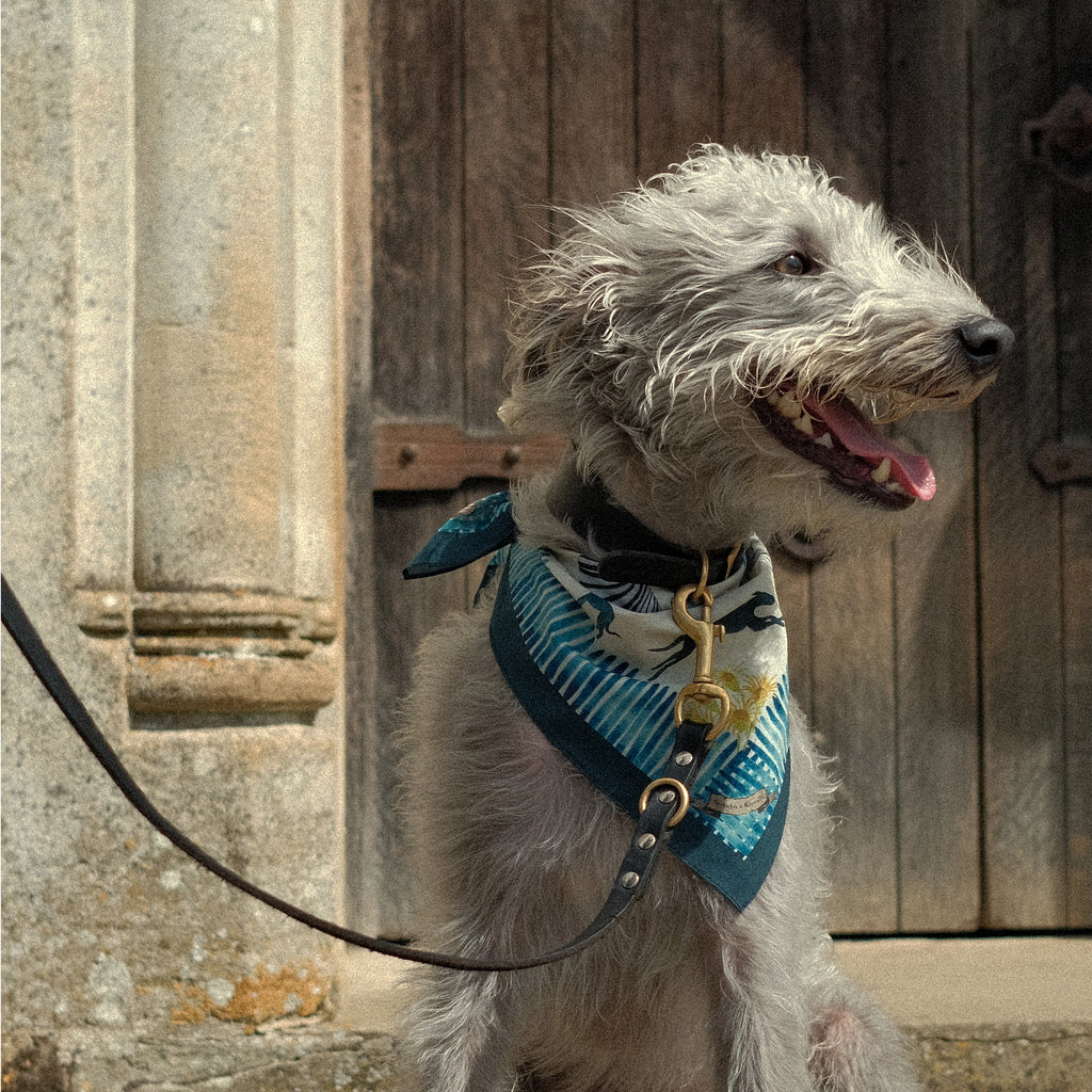 Whippet, Greyhound & Sighthound Dog Collars